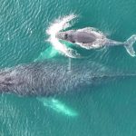 Ballena Jorobada